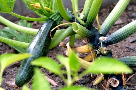 Plant, Flora, Plant Stem