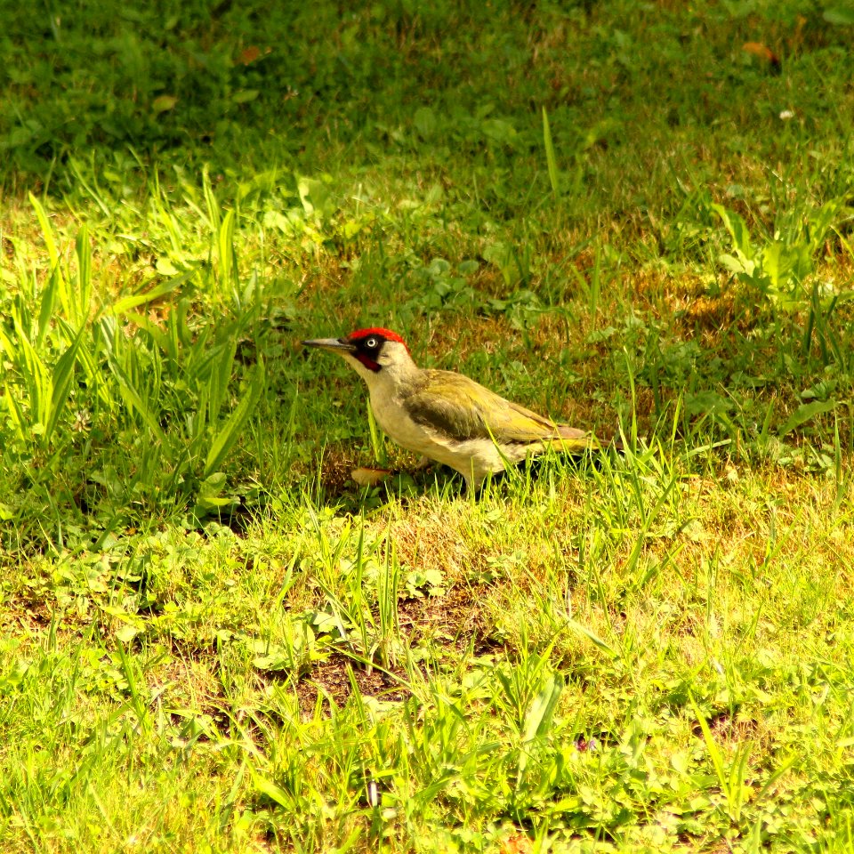 Bird, Ecosystem, Fauna, Nature Reserve