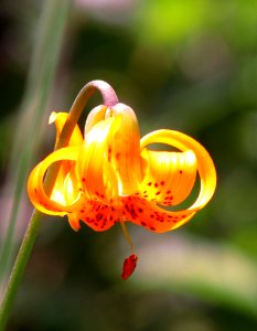 Flower, Lily, Flora, Plant
