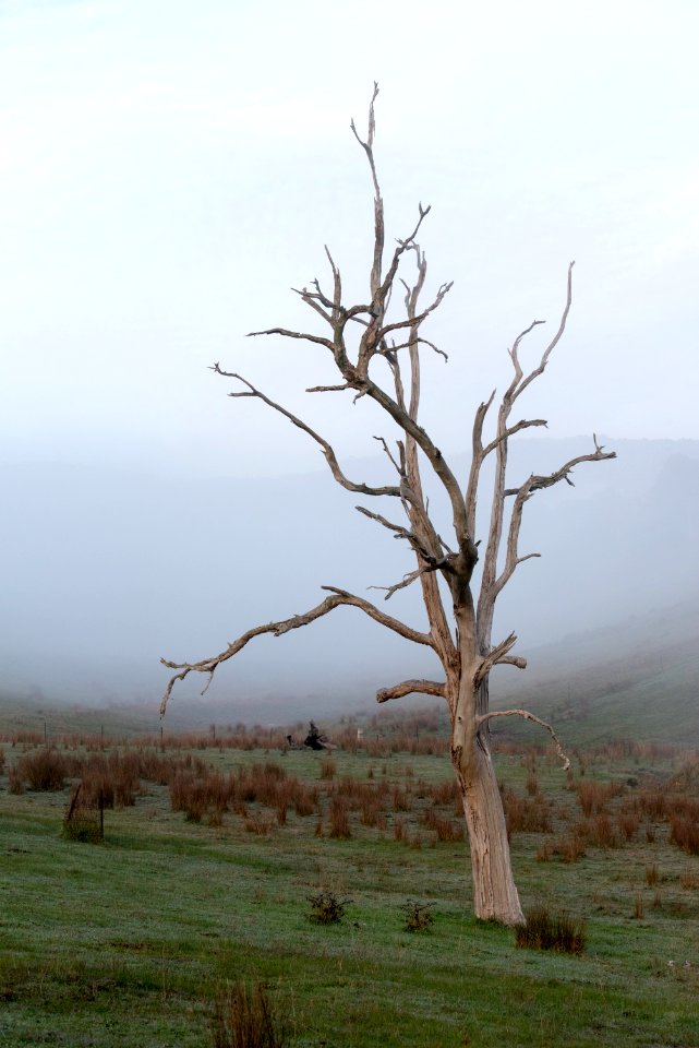 Tree, Ecosystem, Branch, Sky