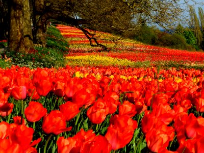 Flower, Plant, Flowering Plant, Tulip