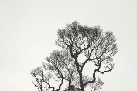 Tree, Branch, Black And White, Monochrome Photography photo