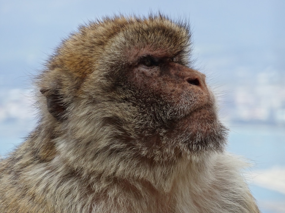 Monkey mountain spain england