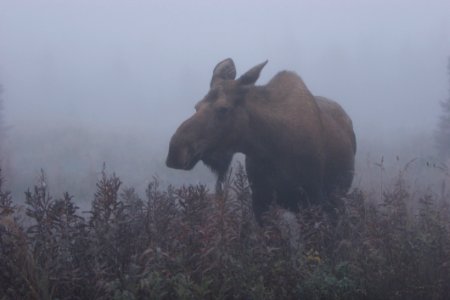 Wildlife, Fauna, Moose, Cattle Like Mammal