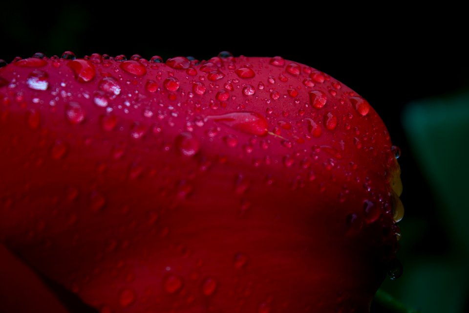 Red, Dew, Macro Photography, Close Up