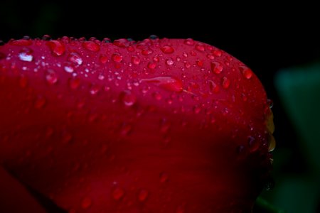 Red, Dew, Macro Photography, Close Up photo