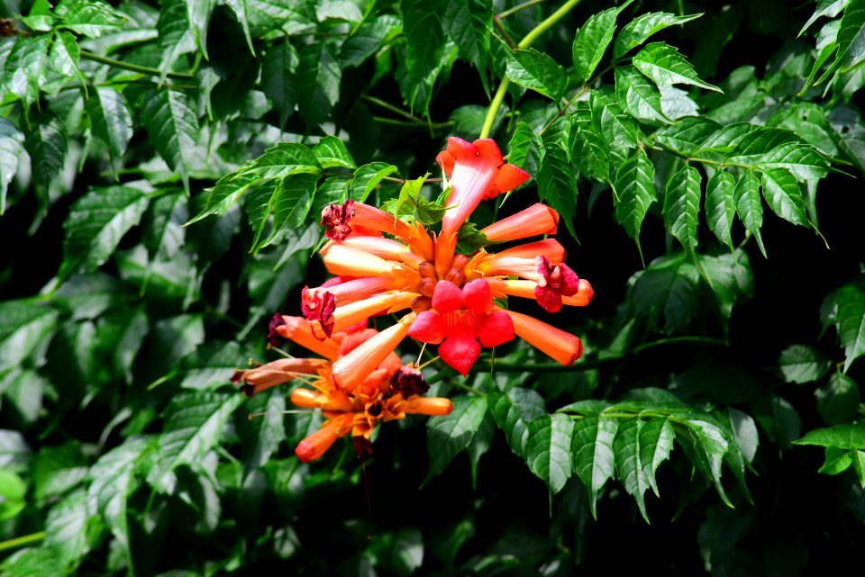 Plant, Flora, Vegetation, Flower