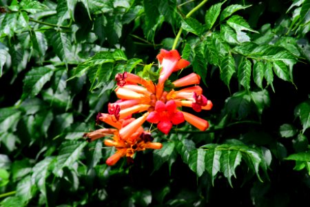 Plant, Flora, Vegetation, Flower