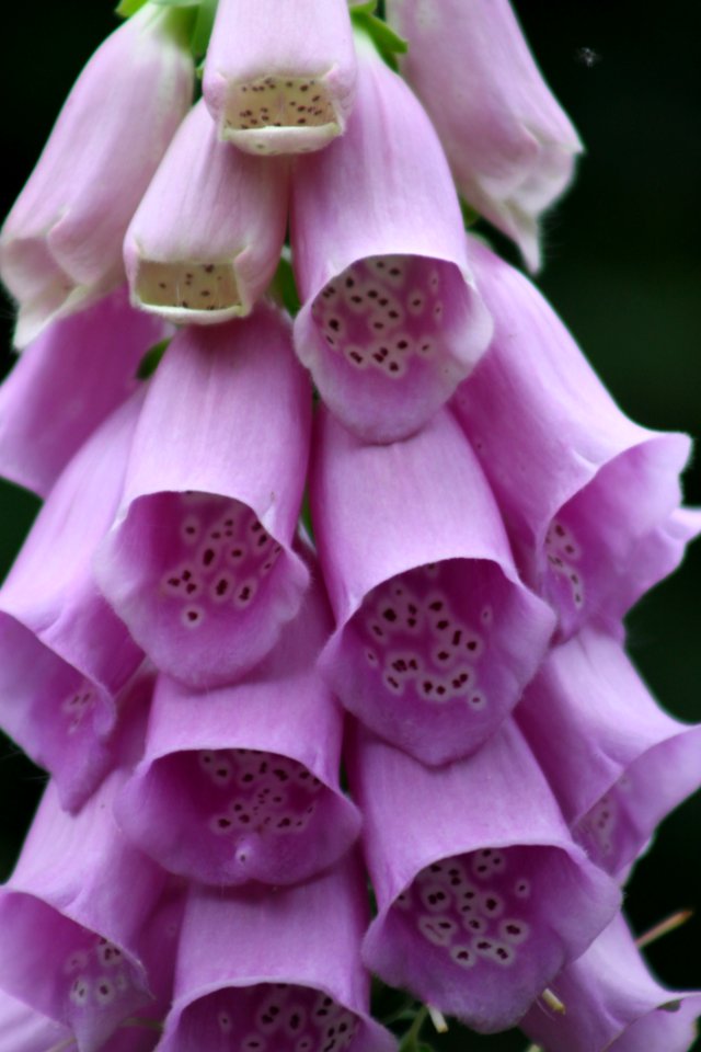 Flower, Pink, Digitalis, Purple