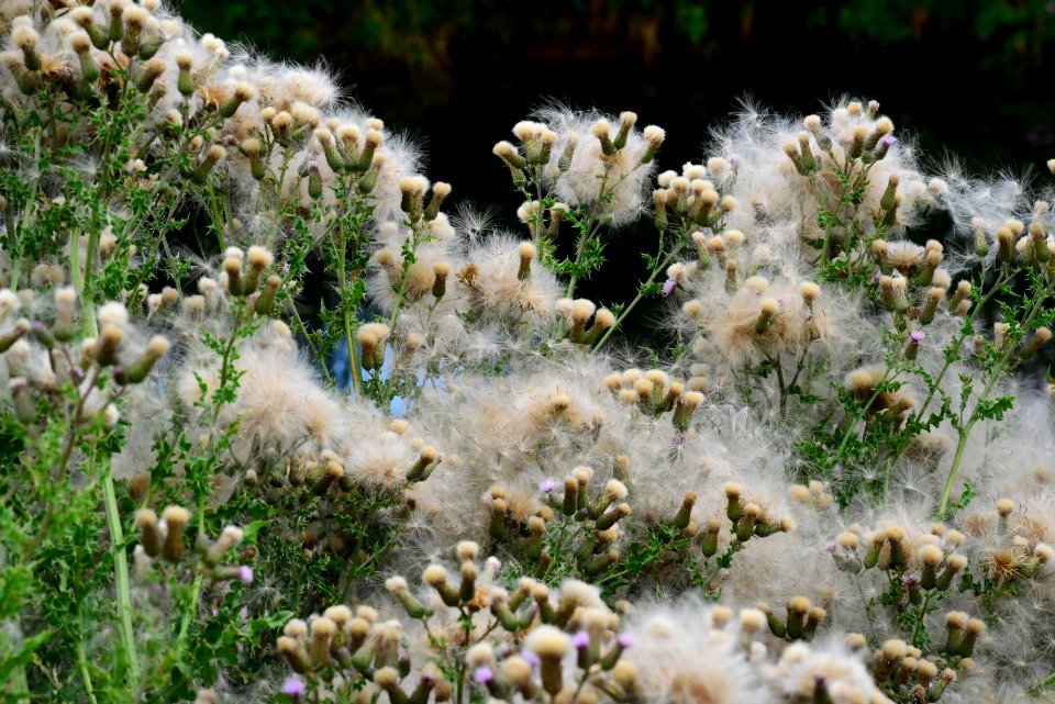 Plant, Vegetation, Flora, Flower