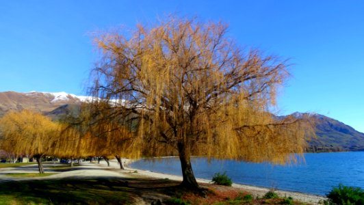 Nature, Tree, Sky, Lake