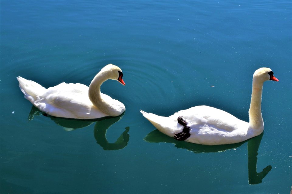 Swan, Water Bird, Bird, Water