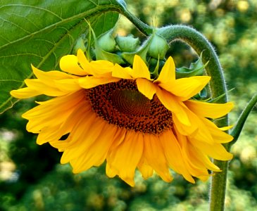 Flower, Sunflower, Yellow, Flora