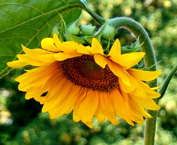 Flower, Sunflower, Yellow, Flora photo