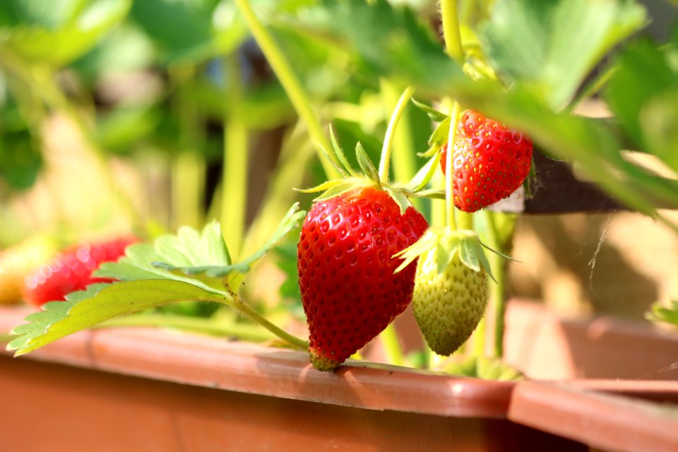 Strawberry, Natural Foods, Strawberries, Fruit