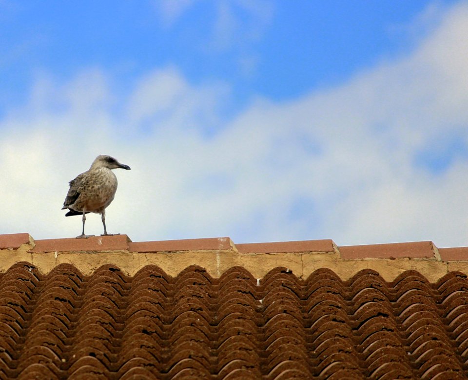Sky, Fauna, Bird, Seabird