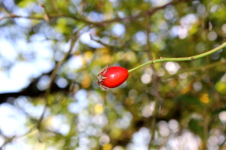 Rose Hip, Flora, Fruit, Leaf
