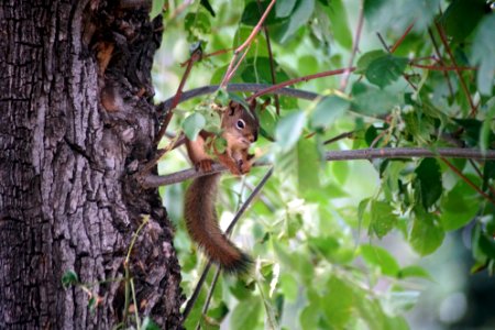 Mammal, Squirrel, Fauna, Branch photo