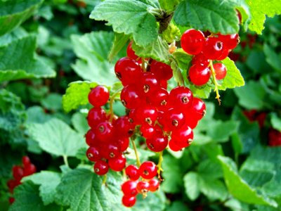 Berry, Gooseberry, Fruit, Currant photo