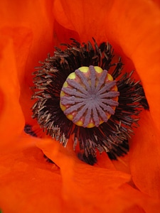 Poppy bright red poppy Free photos