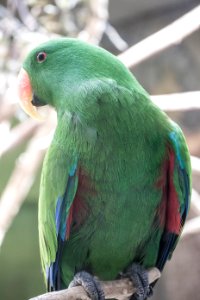 Bird, Parrot, Beak, Parakeet photo