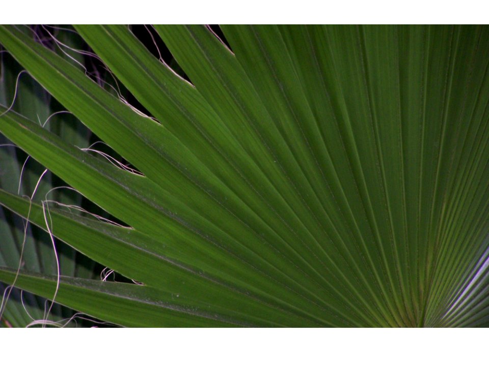 Plant, Leaf, Saw Palmetto, Arecales