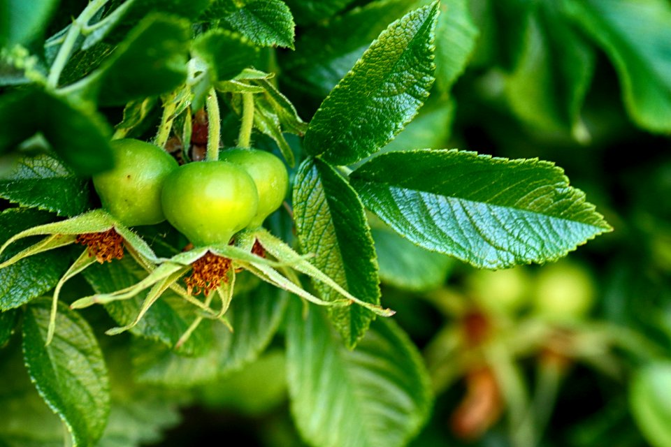 Fruit, Plant, Fruit Tree, Leaf