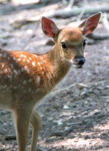 Wildlife, Deer, Mammal, Fauna