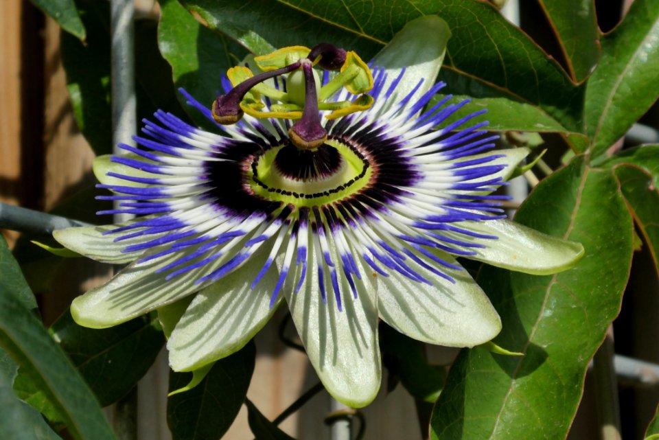 Flower, Plant, Passion Flower, Passion Flower Family