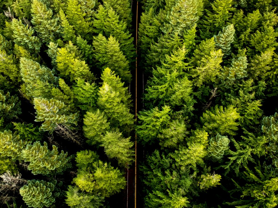 Vegetation, Ecosystem, Tree, Plant