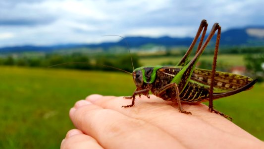 Insect, Grasshopper, Locust, Ecosystem photo