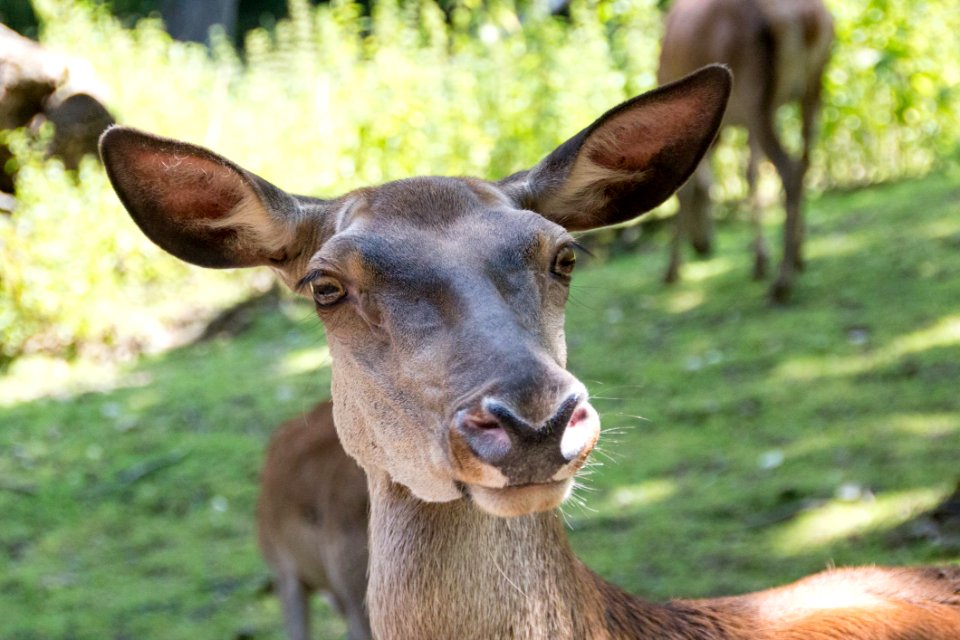 Wildlife, Deer, Fauna, Terrestrial Animal