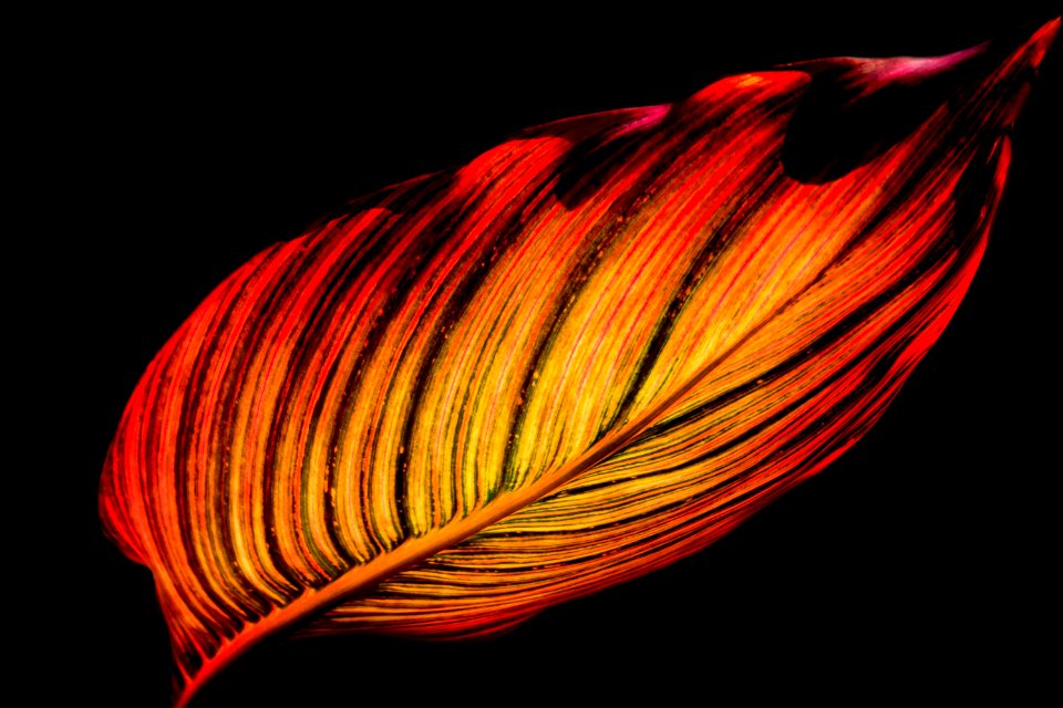 Red, Flower, Orange, Close Up
