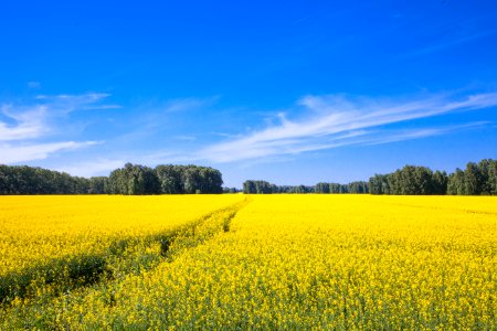 Sky, Rapeseed, Field, Yellow photo