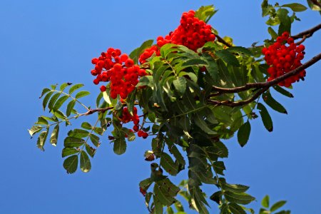 Rowan, Plant, Sorbus, Flora