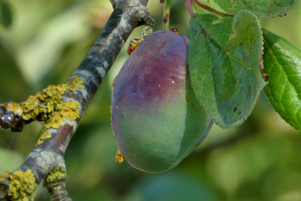 Fruit Tree, Fruit, Leaf, Plant Pathology