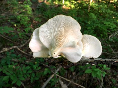 Oyster Mushroom, Agaricaceae, Fungus, Edible Mushroom photo