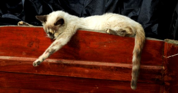 Cat, Small To Medium Sized Cats, Cat Like Mammal, Fauna