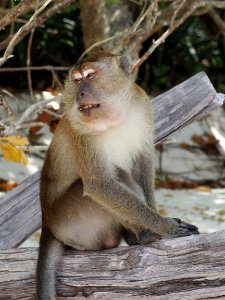 Mammal, Fauna, Macaque, Primate photo