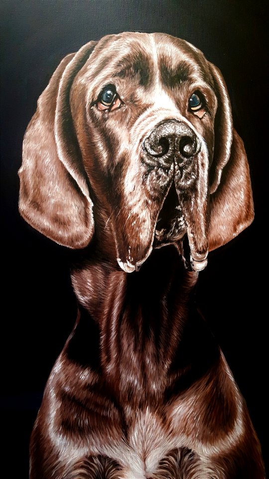 Dog, Dog Breed, Dog Like Mammal, Snout