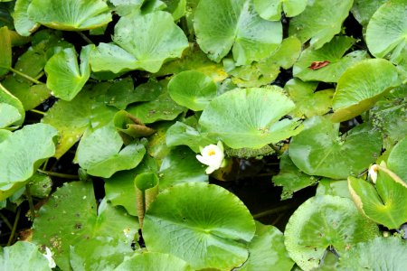 Plant, Leaf, Vegetation, Flora photo