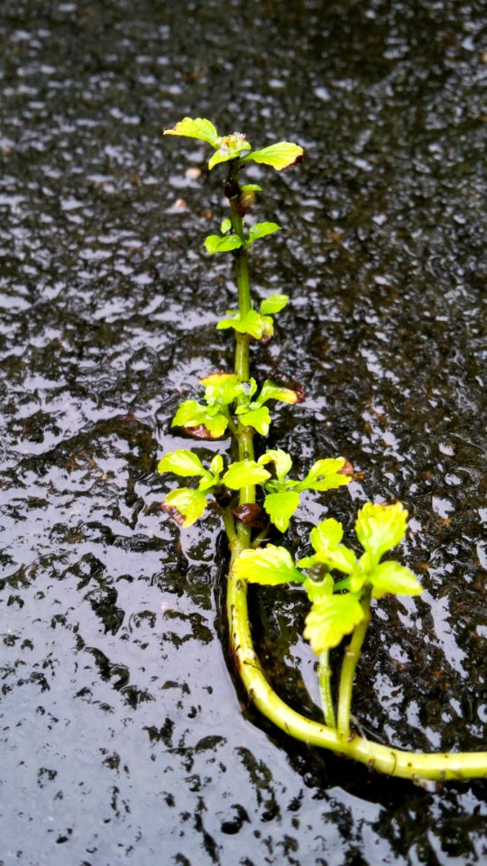 Yellow, Plant, Flora, Water