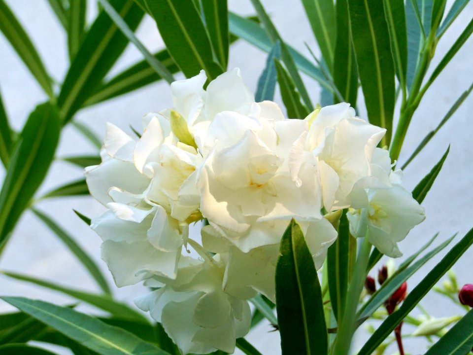 Flower, Plant, Flowering Plant, Spring