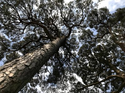 Tree, Woody Plant, Branch, Plant