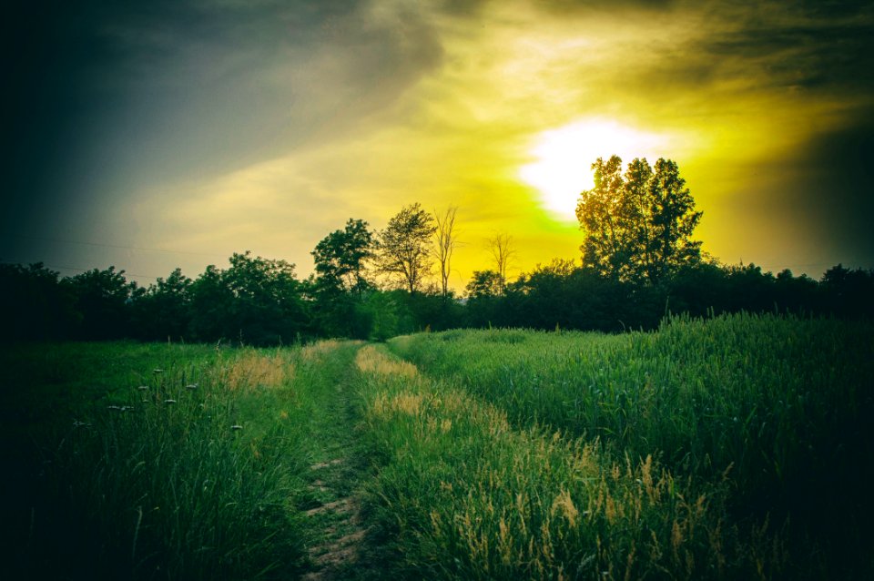 Sky, Nature, Green, Field
