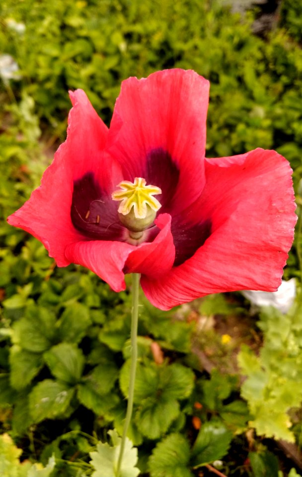 Flower, Plant, Flowering Plant, Poppy