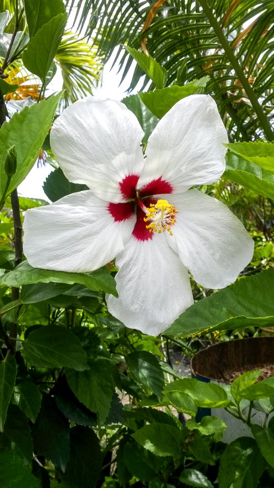 Flower, Plant, Flowering Plant, Flora