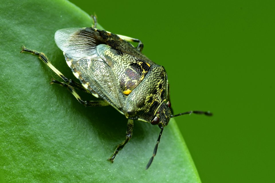 Insect, Invertebrate, Macro Photography, Fauna