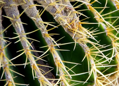 Plant, Cactus, Thorns Spines And Prickles, Vegetation photo