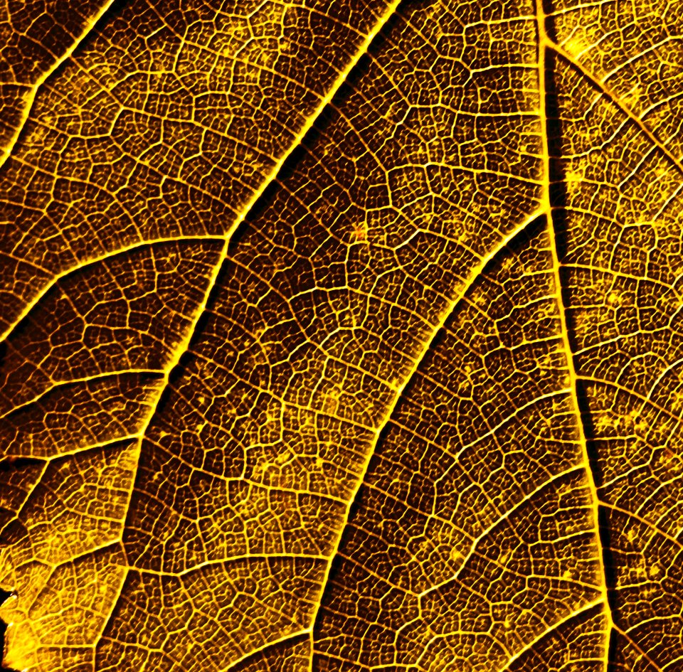 Leaf, Plant, Deciduous, Pattern